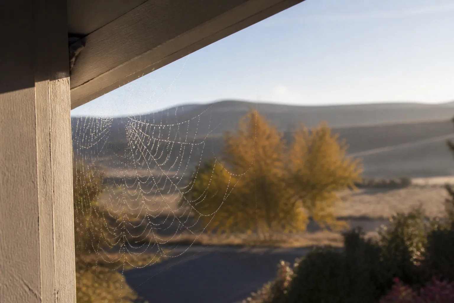 A fresh web across a front porch at dawn — the usual first sign of fall spider activity